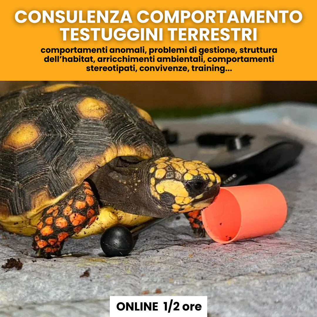 Consulenza comportamentale Testuggini terrestri
