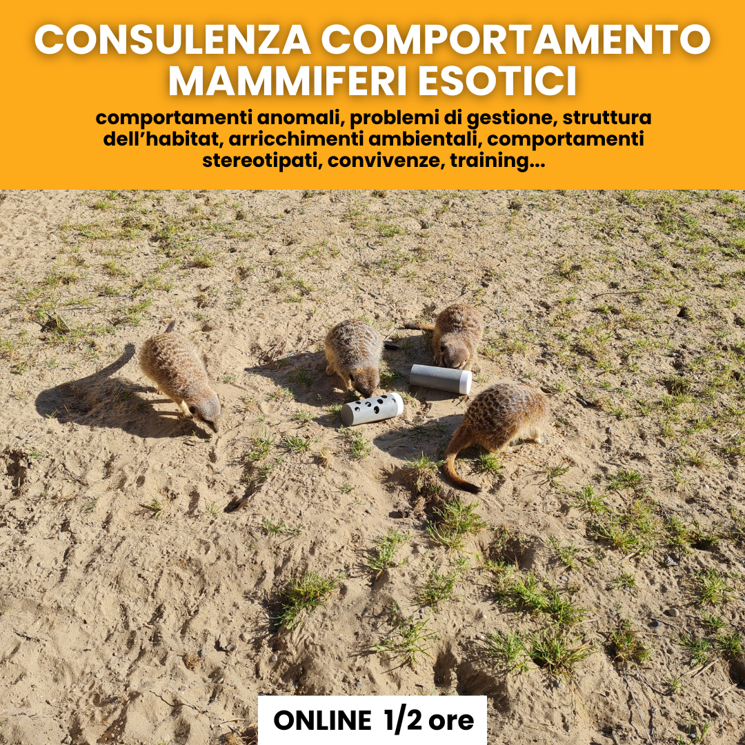 Consulenza comportamentale mammiferi esotici: suricati, petauri, genette