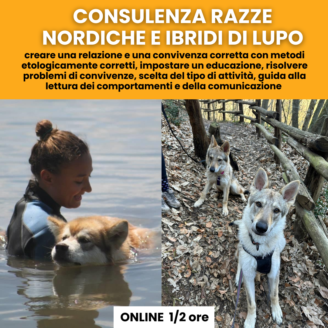 Consulenze razze nordiche e ibridi di lupo: comunicazione, gestione, attività...