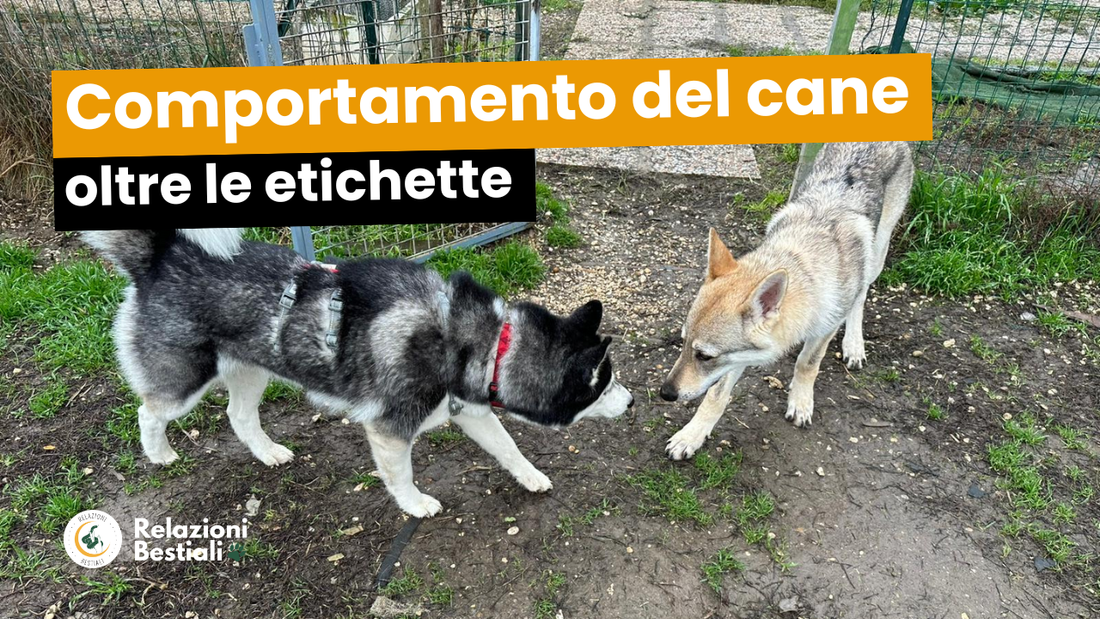 Comportamento del cane oltre le etichette