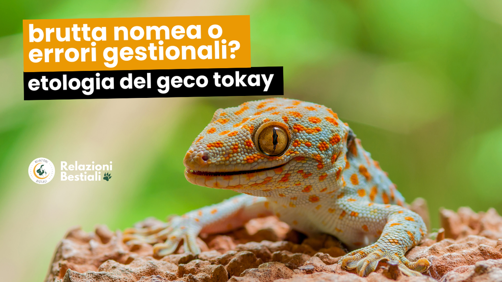 Geco Tokay una brutta nomea o errori gestionali?