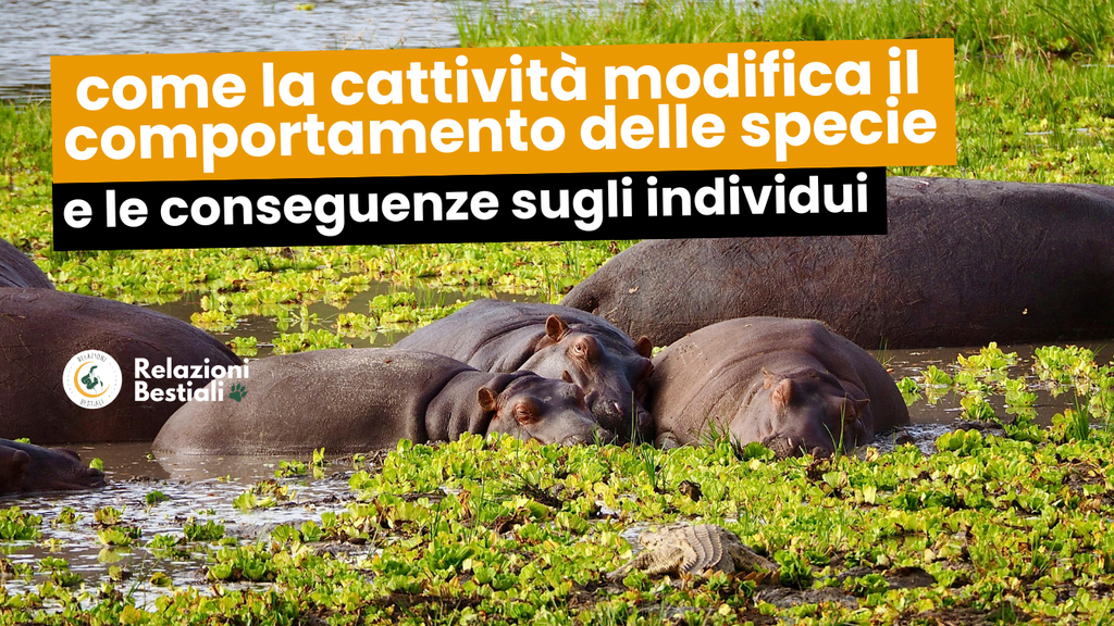 come la cattività modifica il comportamento delle specie e le conseguenze sugli individui