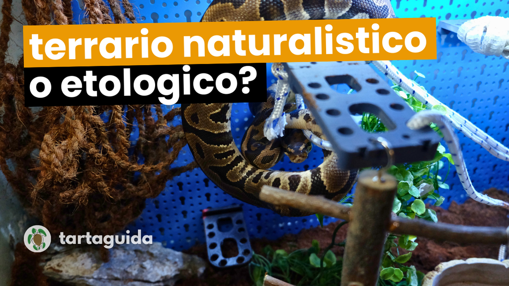 E se i rettili non avessero bisogno di un terrario naturalistico?