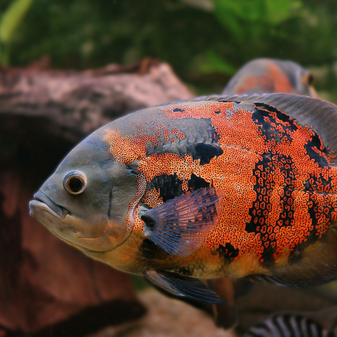 trainer per pesci predatori comportamento carpe koi