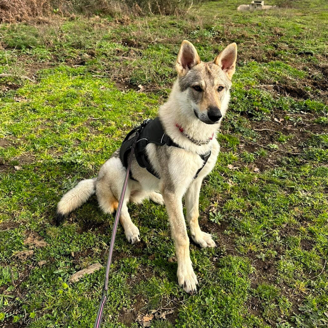 preparazione atletica educatore cinofilo cani sportivi tecnici