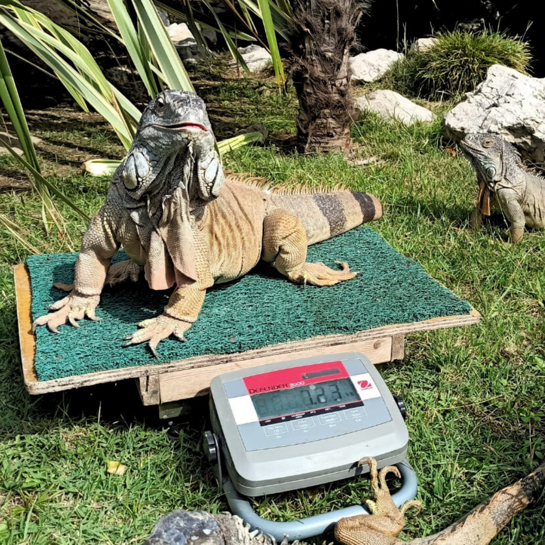 consulenze comportamentali rettili