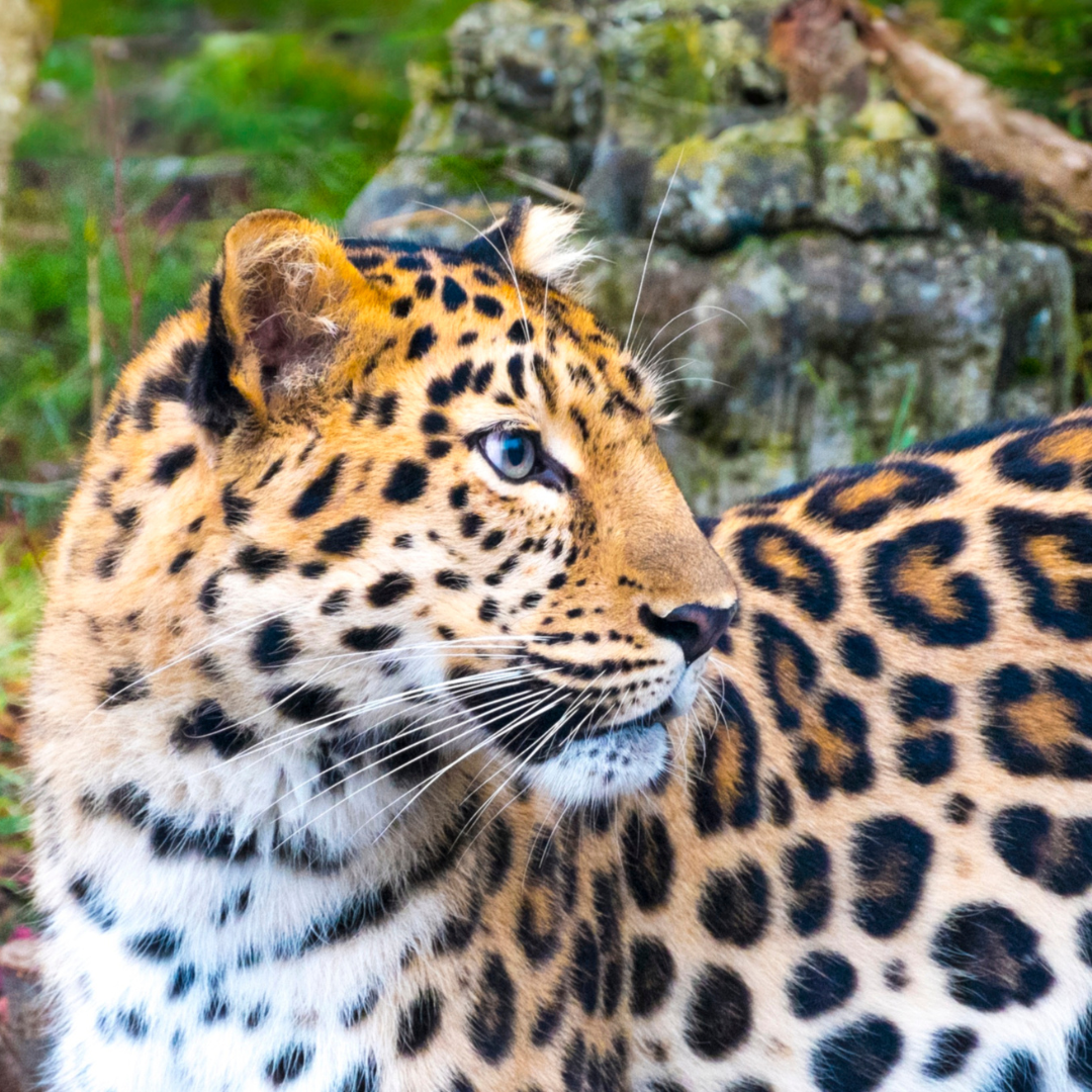 coordinatore del benessere animale parchi faunistici e zoo
