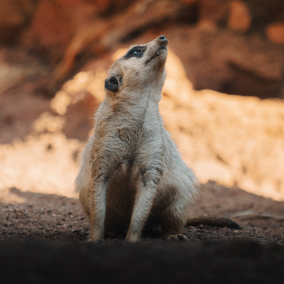 consulenze comportamentali suricati