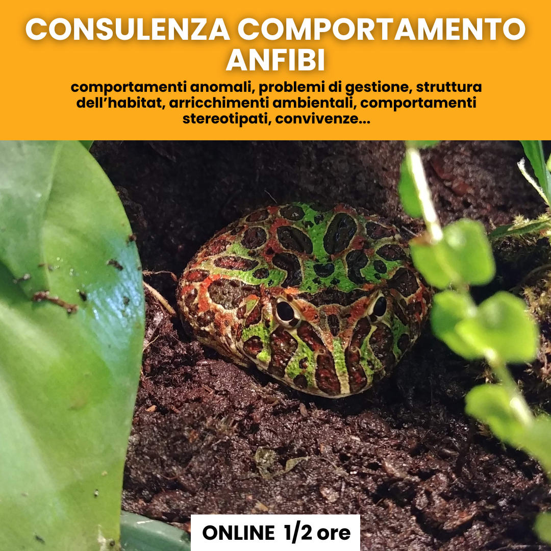 Consulenza comportamentale anfibi