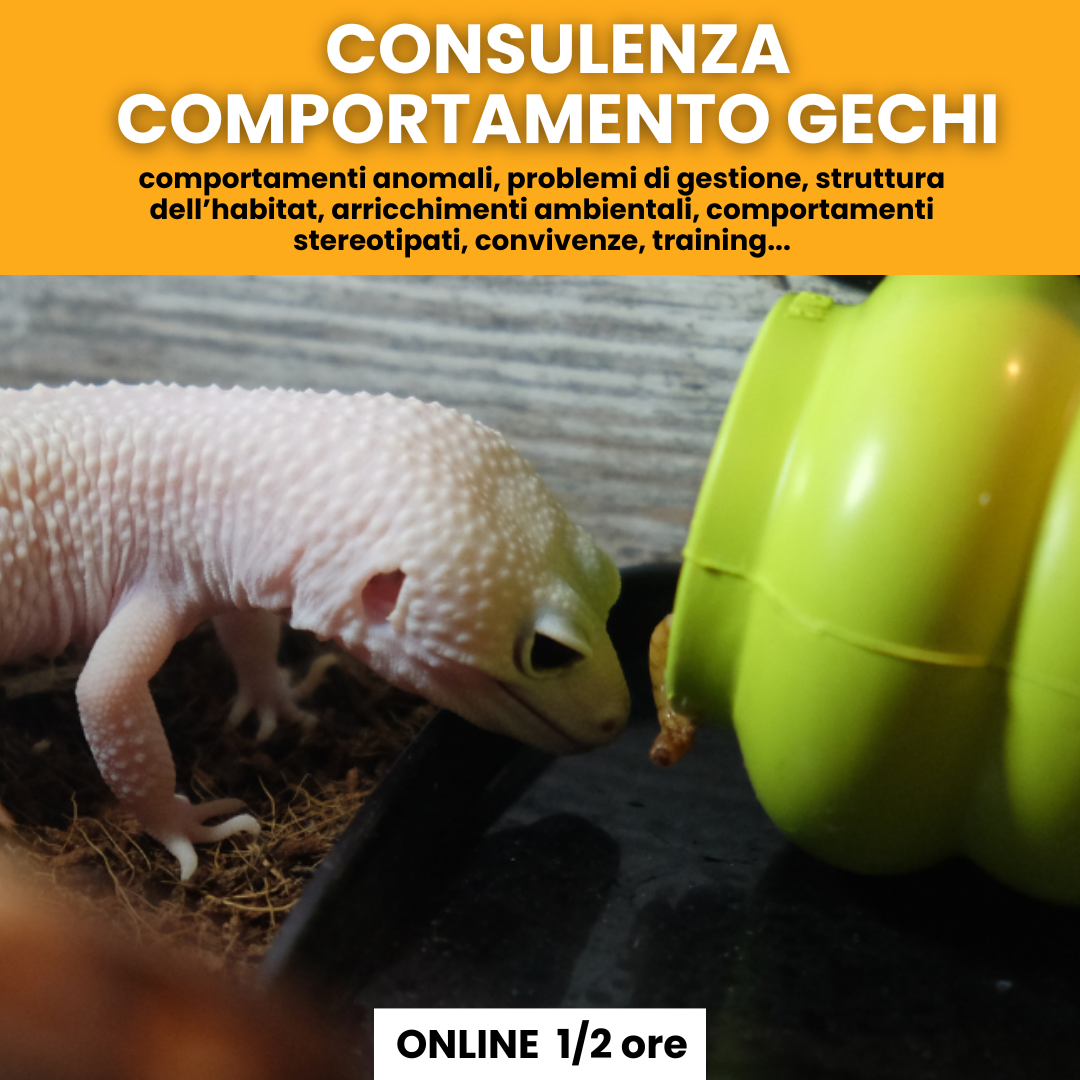 Consulenza comportamentale gechi