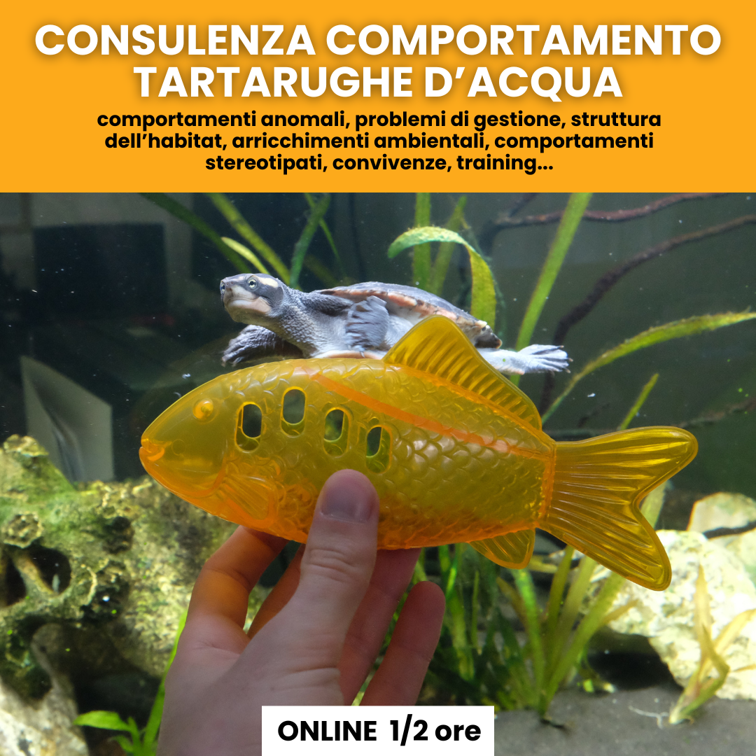Consulenzacomportamentaletartarughe