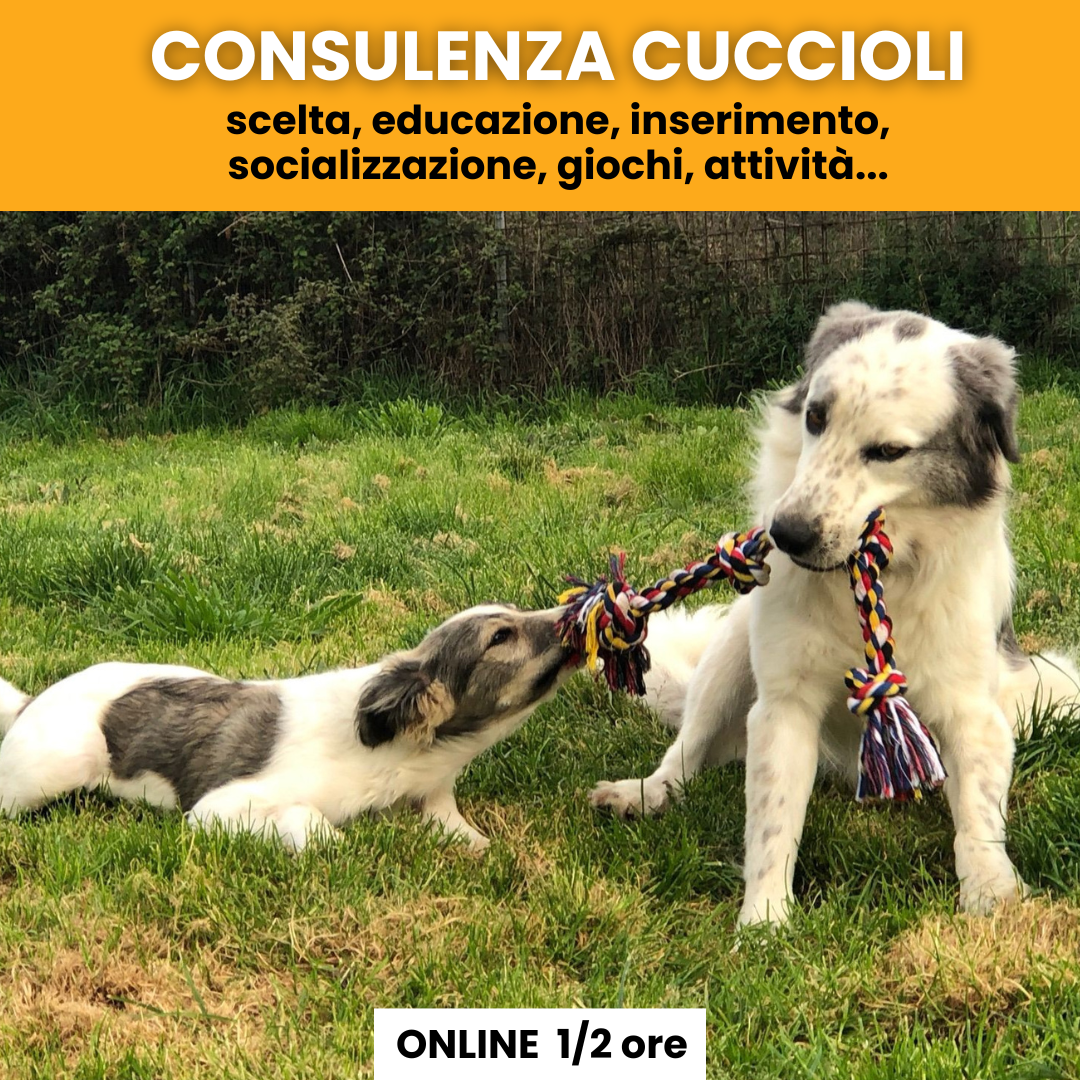 Consulenza cucciolo di cane scelta, educazione, inserimento, socializzazione