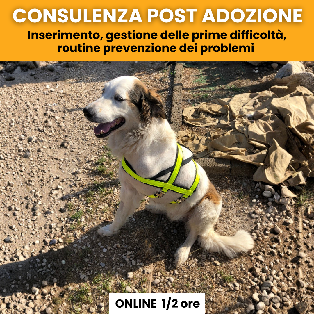 Consulenza post adozione Inserimento, gestione delle prime difficoltà, routine e prevenzione dei problemi 