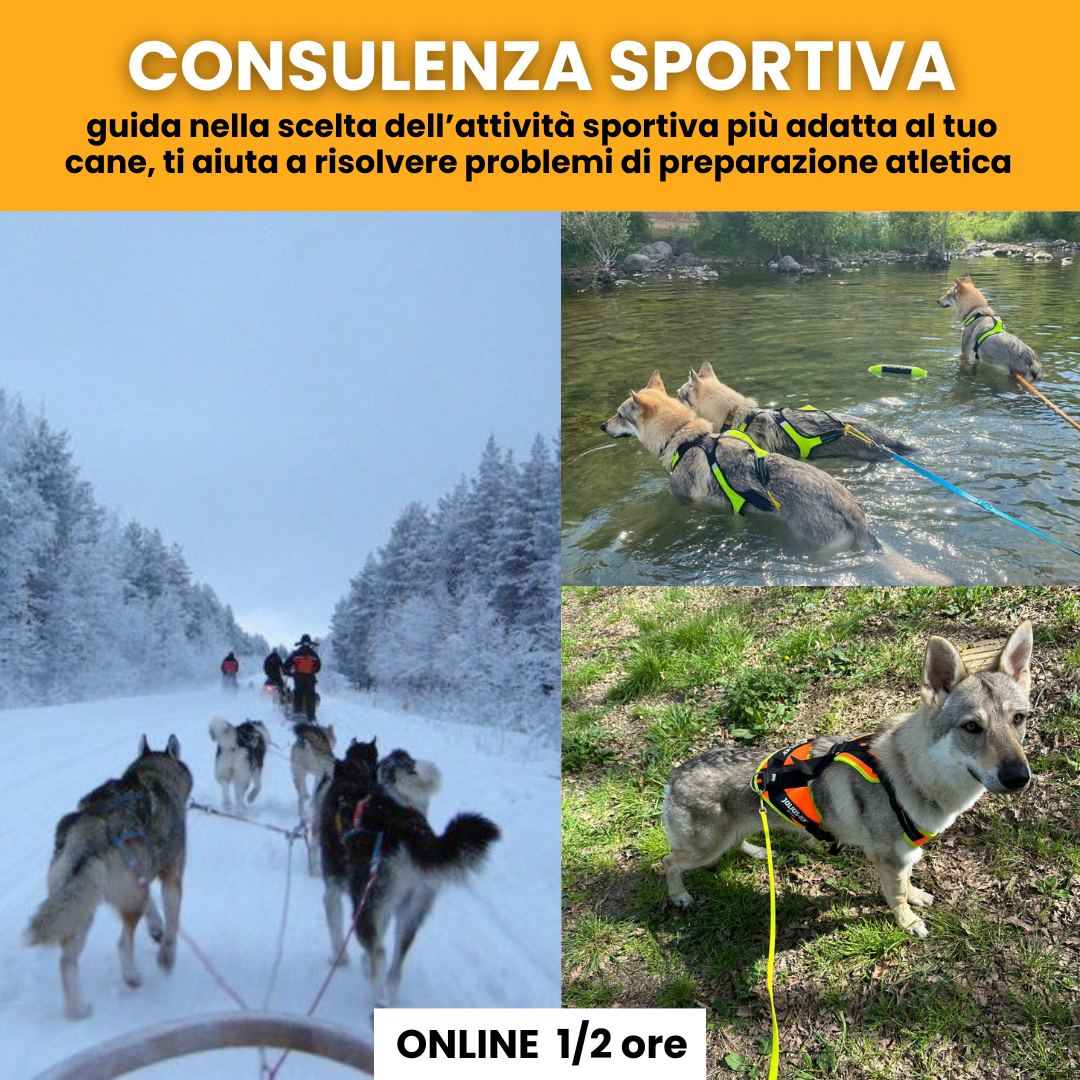 Consulenza sportiva cinofila: scelta dell'attività adeguata qualunque sia il tuo cane, supportare nella preparazione atletica e mentale,