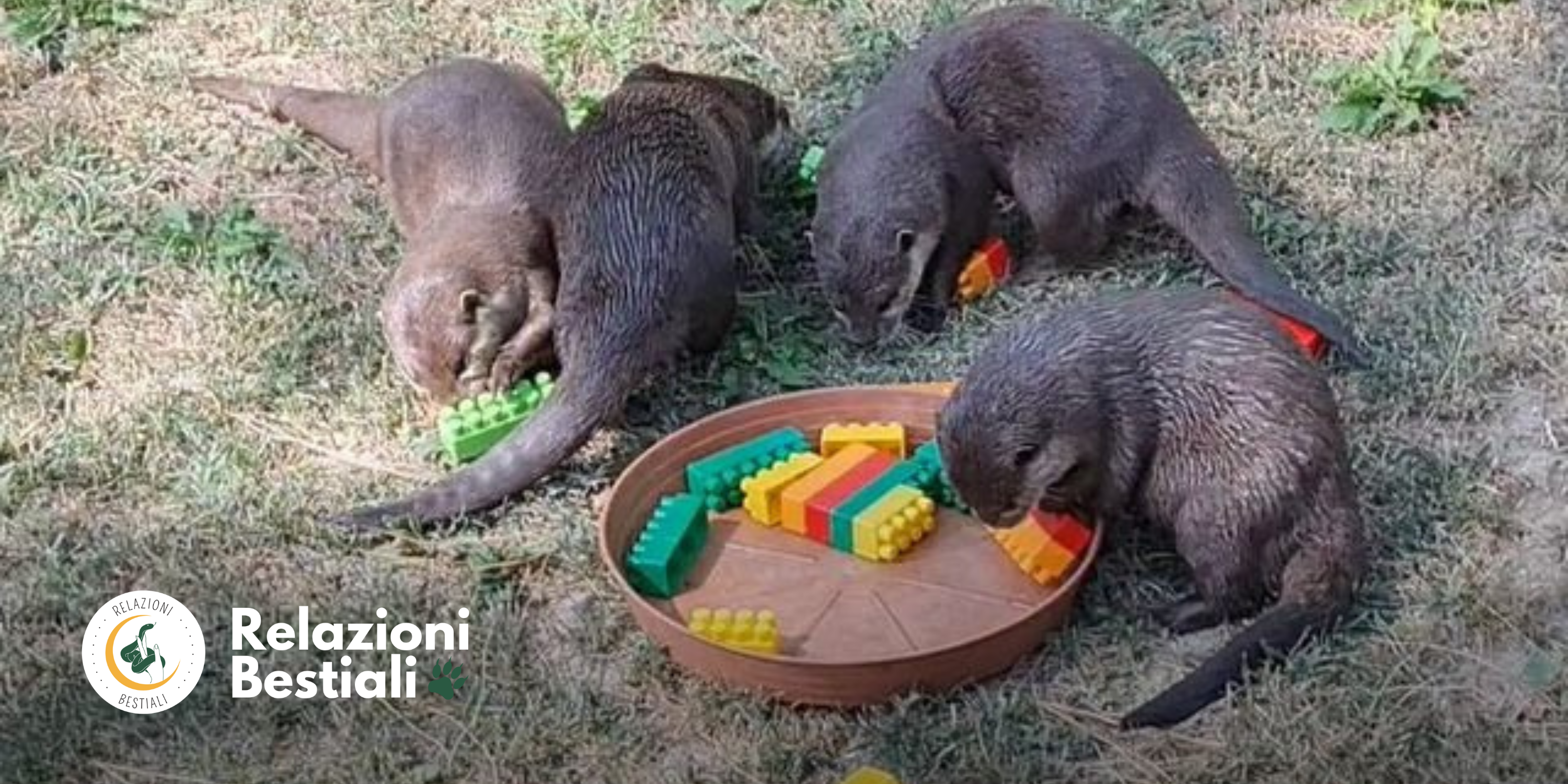 trainer lontre parchi faunistici zoo